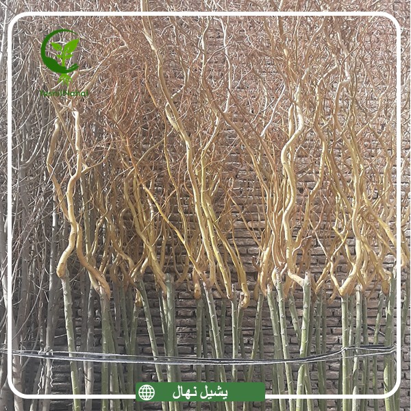 نهال بید مجنون فر